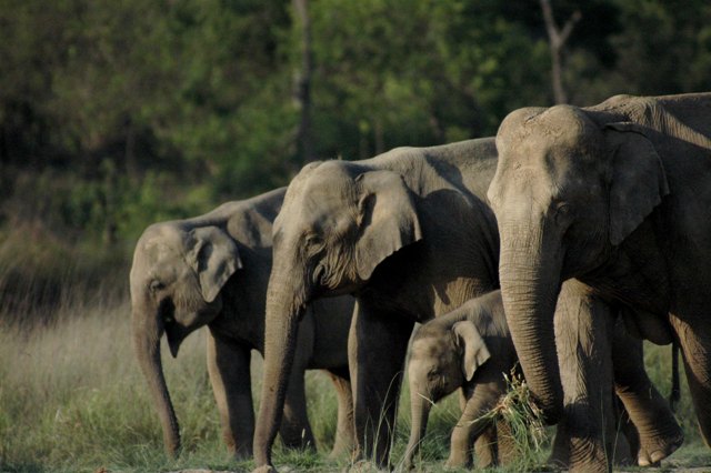 jungle safari park raj